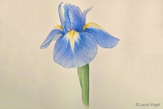 Irises in Watercolor - ONLINE